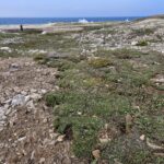 Sandy Cove restoration site
