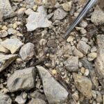 Wilder Institute partner, Dr. Luise Hermanutz, Memorial University of Newfoundland, planting very tiny seeds of the endangered Long's braya (Braya longii) at the restoration site in Sandy Cove. The seed is barely visible as a tiny brown spec just beyond the end of the tweezers. Credit: Wilder Institude